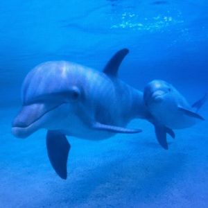 Meet your Posher, Casey